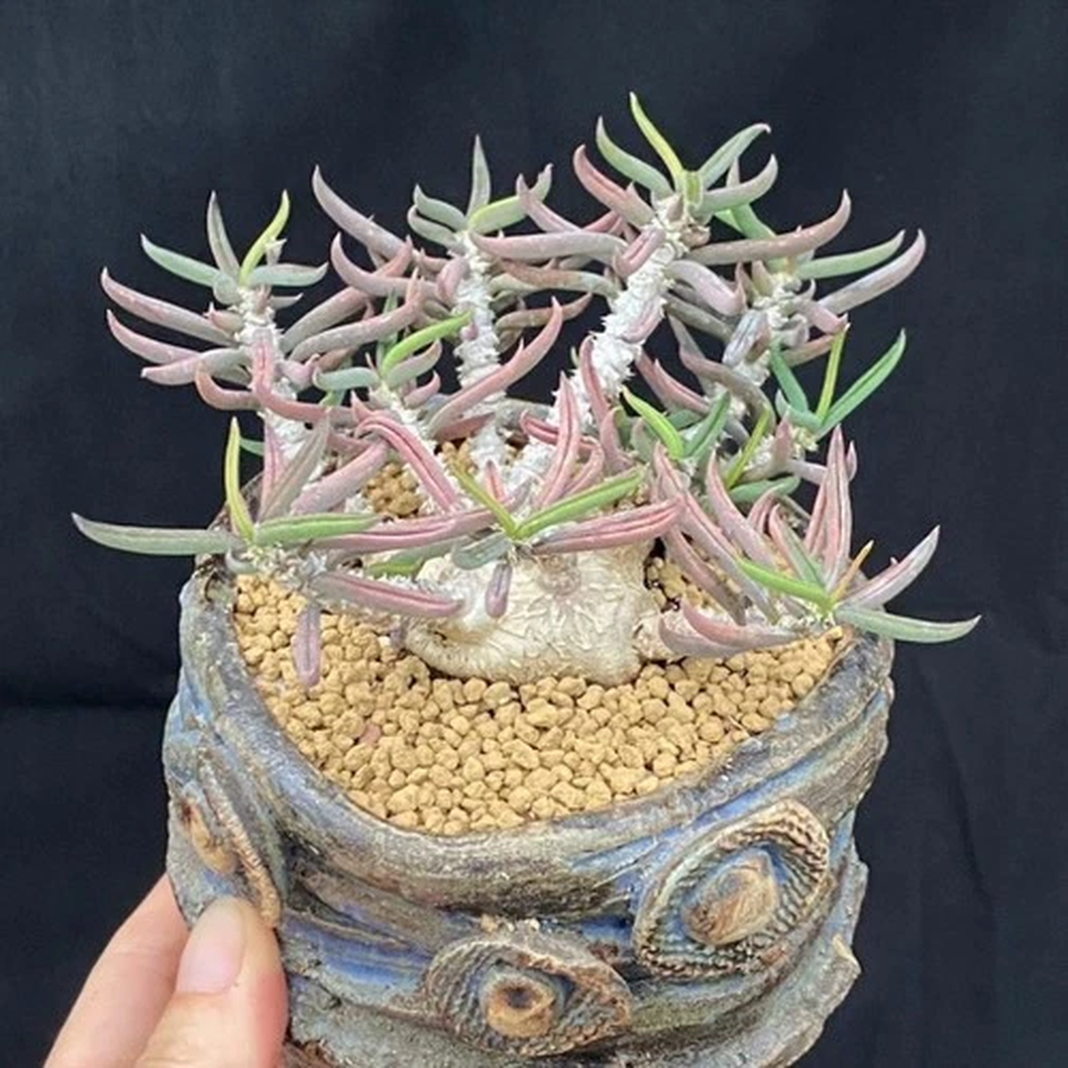 6CM Succulent Cactus Plant Euphorbia Cylindrifolia Cactaceae Home Garden Plant