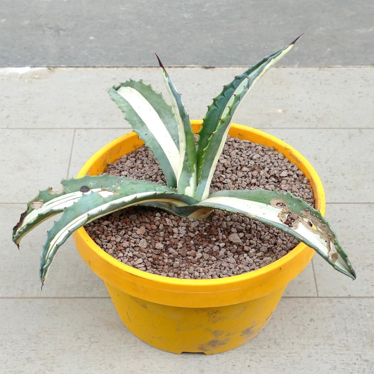 Agave americana mediopicta-alba WHITE VARIEGATED AH3