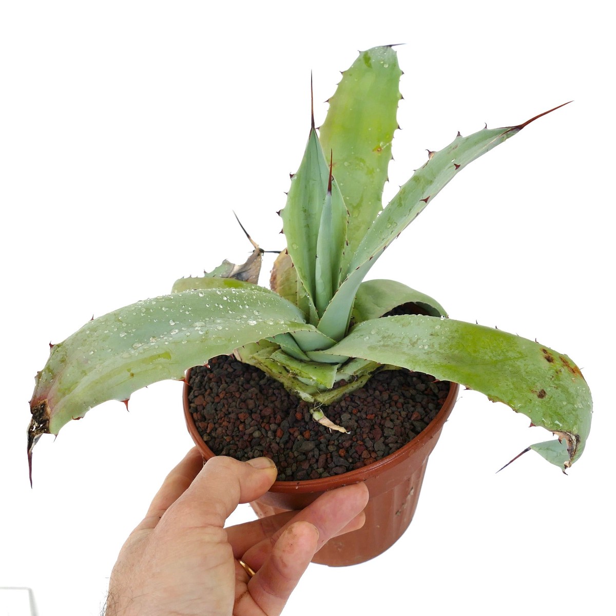Agave f3 HYBRID (ovatifolia x weberi x eborispina) by Mr. Corsi BR85