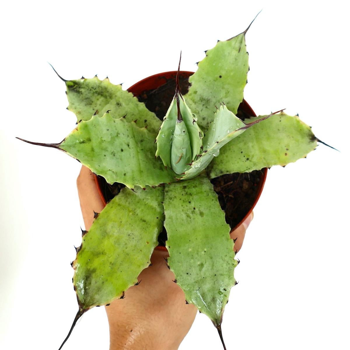 Agave parryi GREEN X Agave ovatifolia (with black lateral spines)