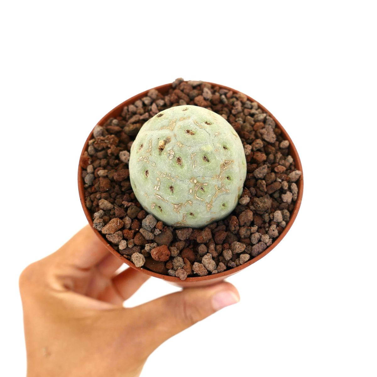Tephrocactus geometricus PURE NUDUM CLONE