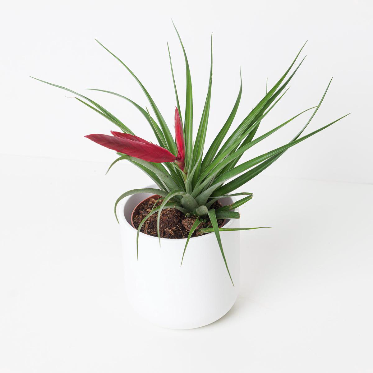 Tillandsia mizuki Air Plant