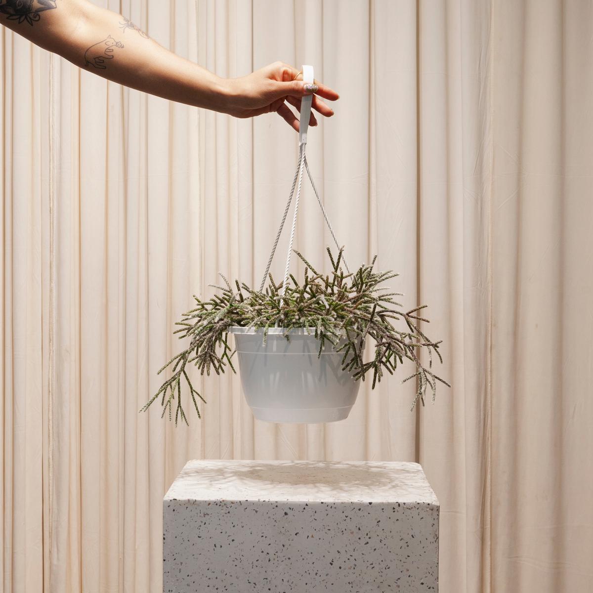 Trailing Cactus: Rhipsalis baccifera - 8 inch hanging basket