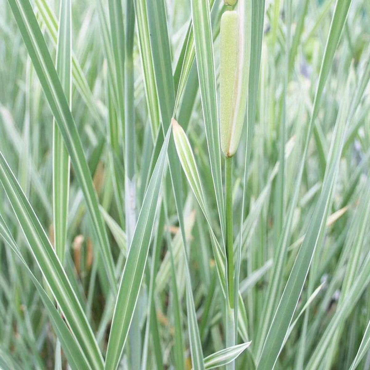 Typha Latifolia Variegata Aquatic Pond Plant 8211 Broadleaf Cattail