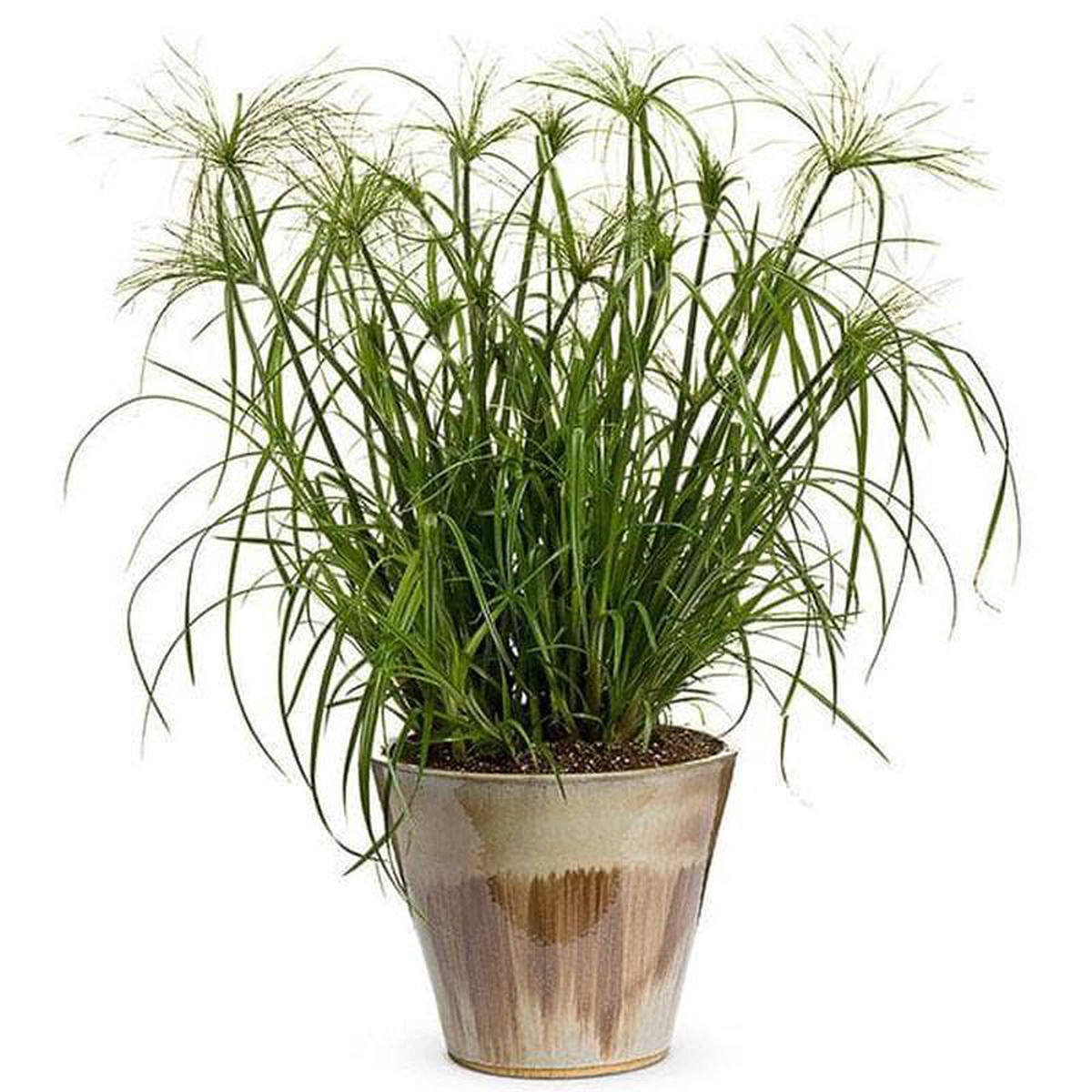 Umbrella Plant Cyperus Papyrus 8211 Plant