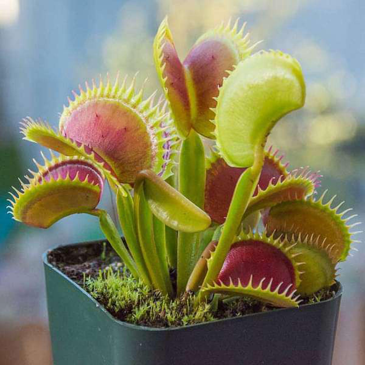 Venus Flytrap, Dionaea muscipula - Plant - Default Title