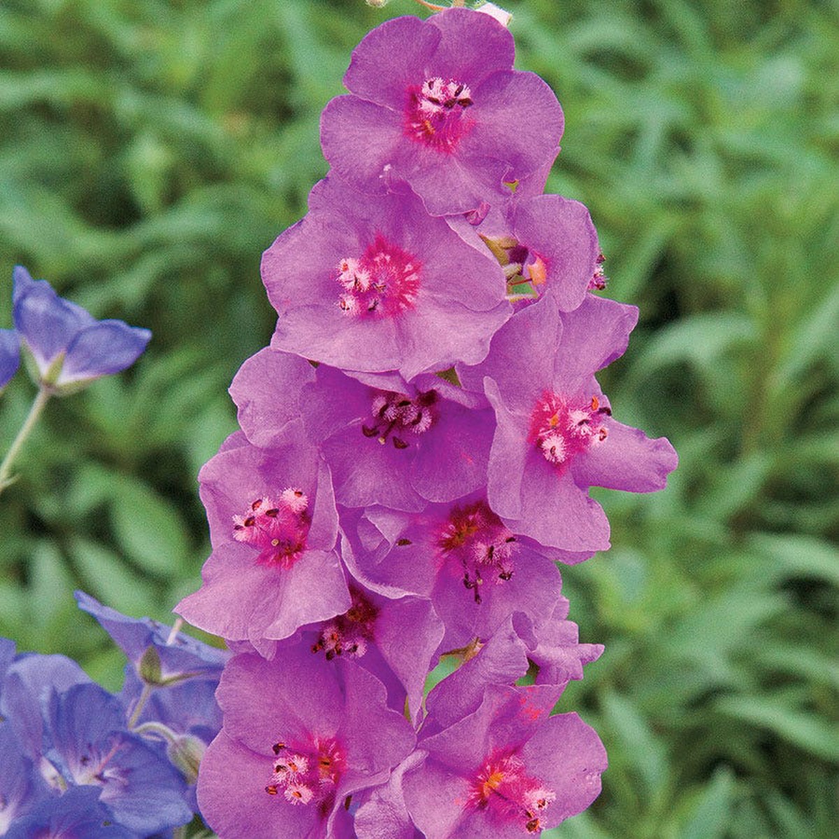 Verbascum Sugar Plum