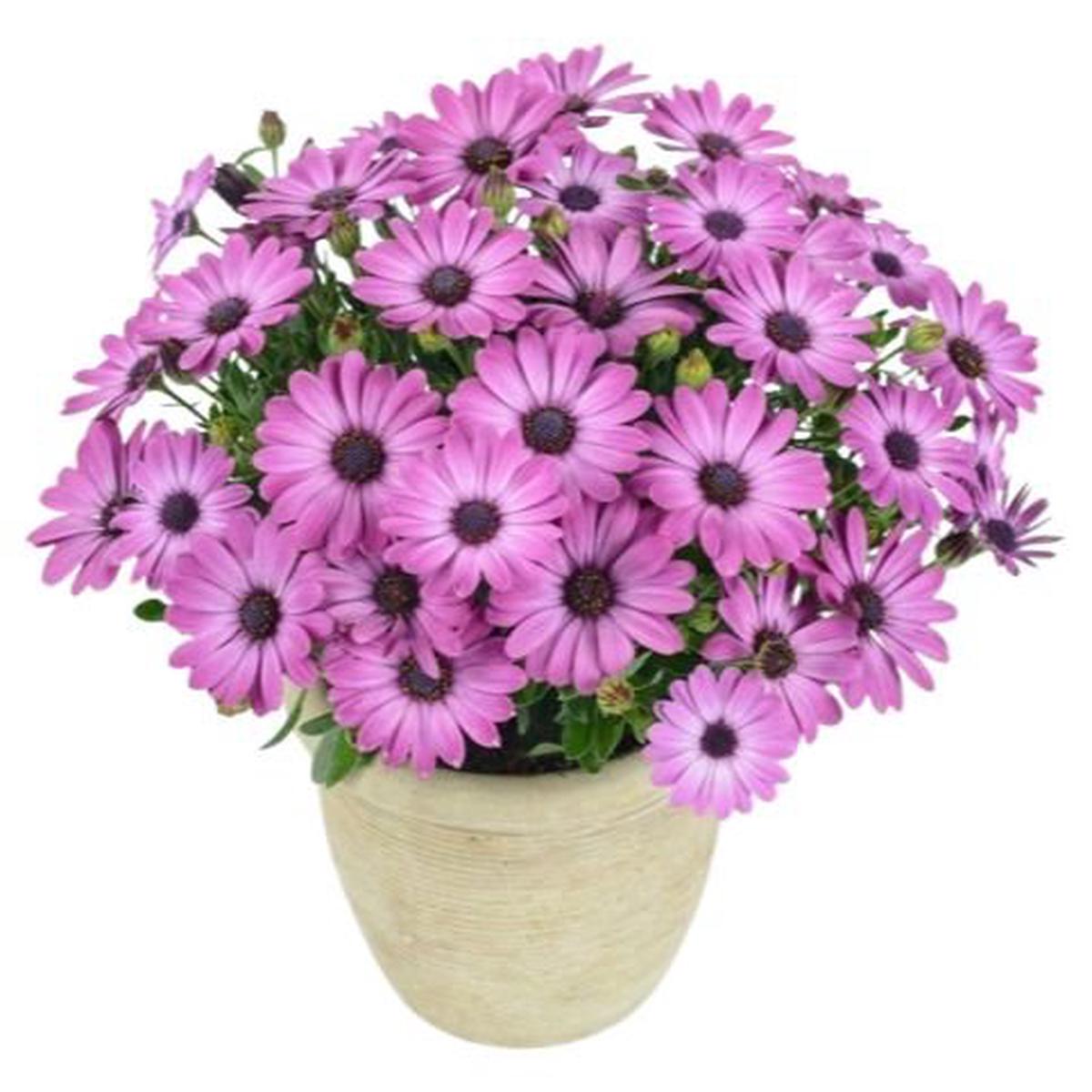 Vibrant Osteospermum Ceramic Pot