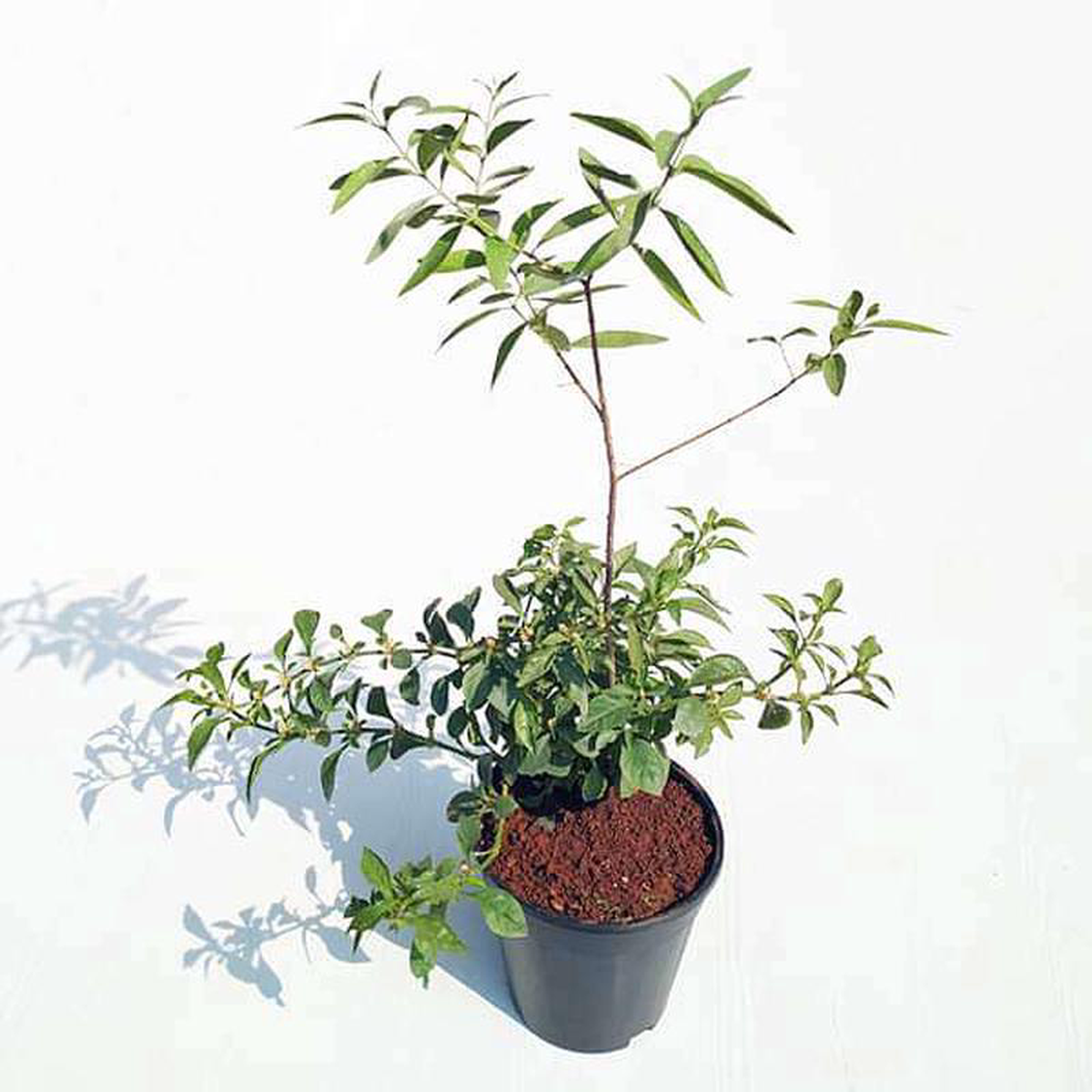 White Sandalwood Tree Chandan Tree 8211 Plant