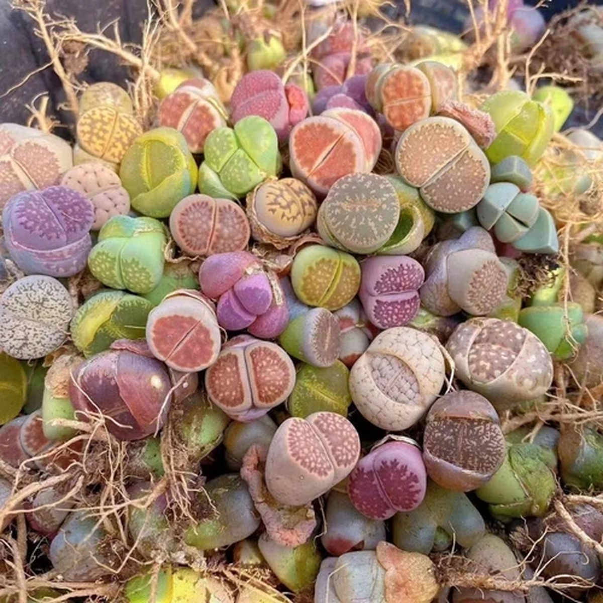 1-1.4CM Mix Kinds of Colorful  Lithops Random 20/50/100PCS