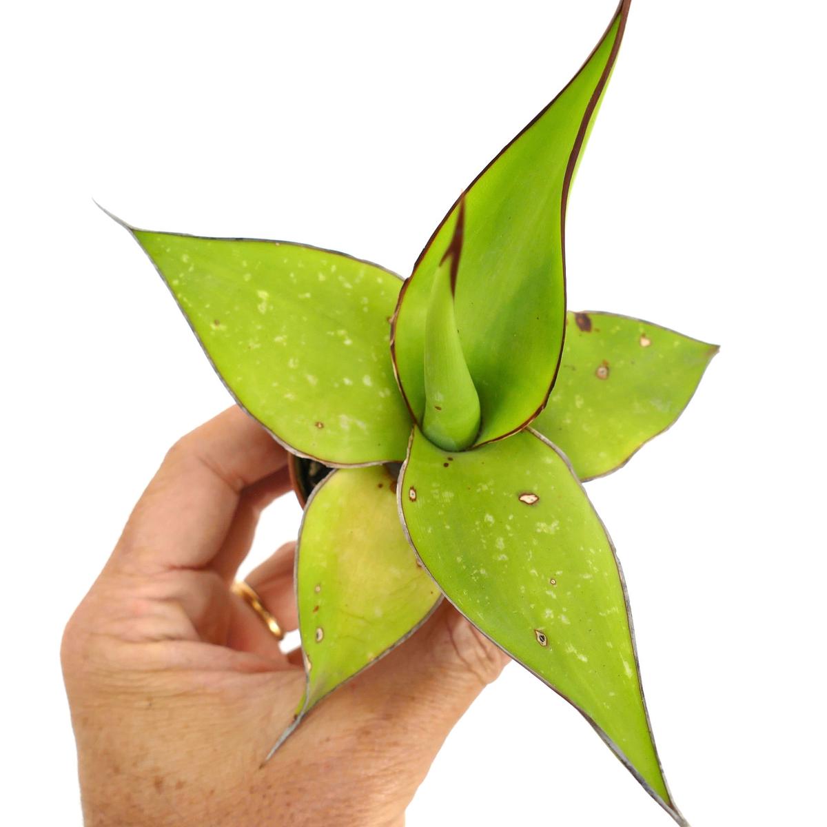 Agave cv. 'Samoele' SUPER GREEN