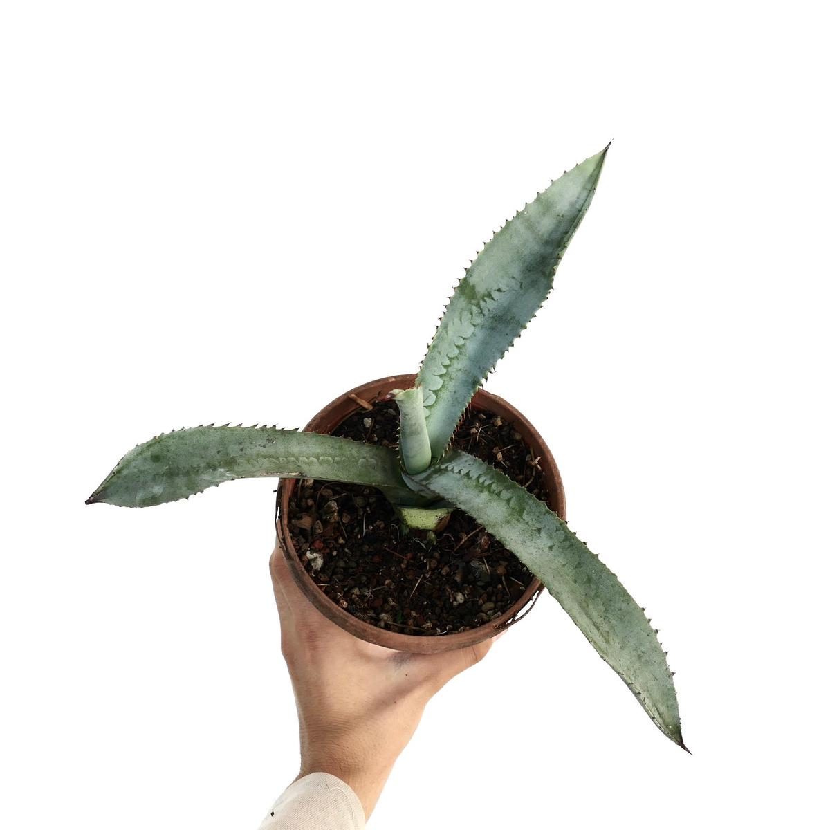 Agave marmorata 66KB