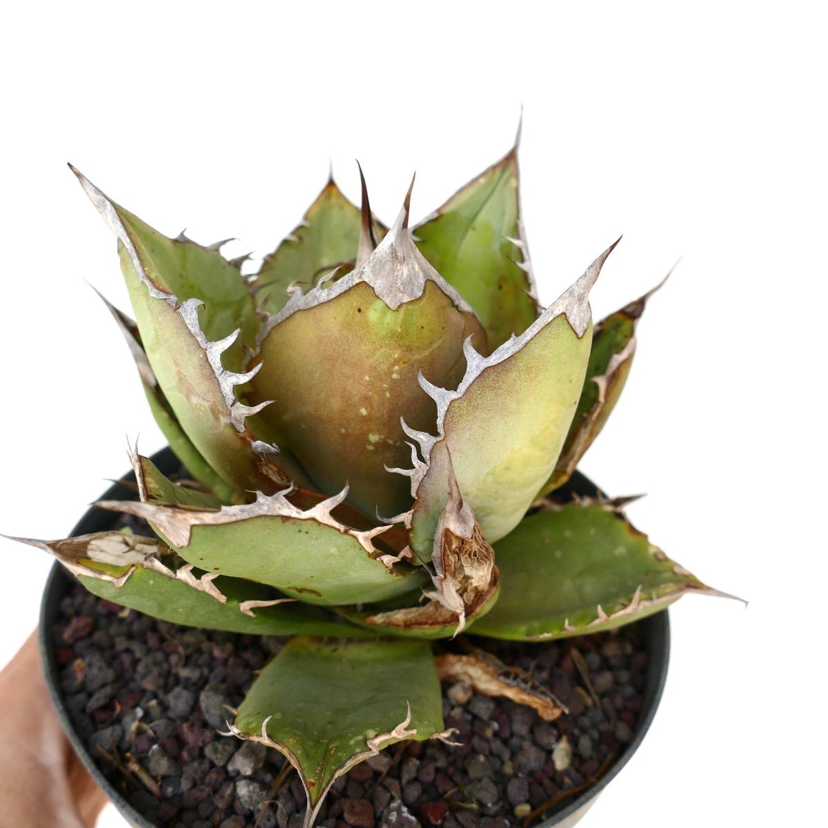 Agave titanota (WILD)