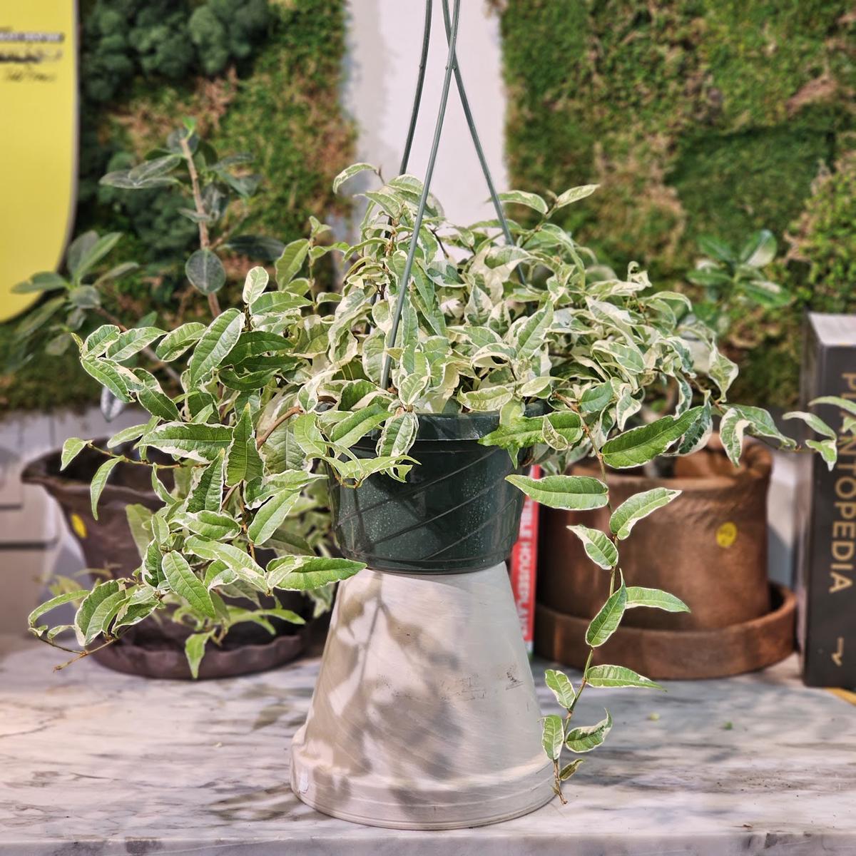 Variegated Rooting Fig: Ficus radicans - 6 inch hanging basket