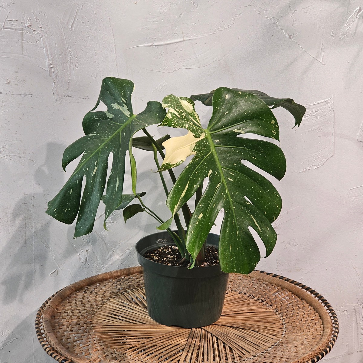 Variegated Monstera: Monstera deliciosa 'Thai Constellation' - 8 inch pot