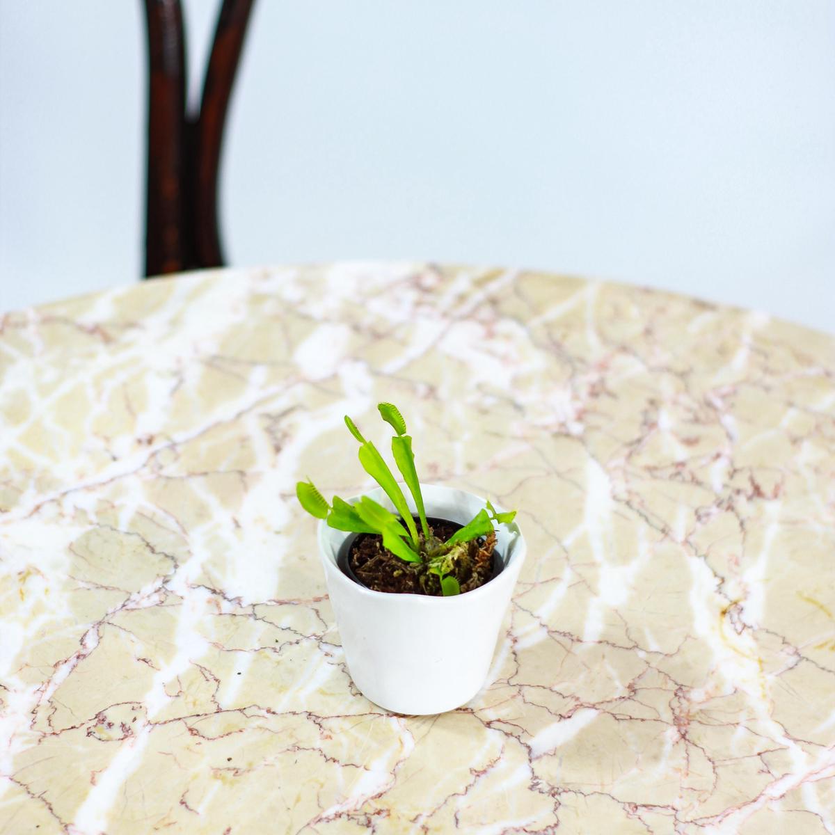 Venus Flytrap: Dionaea muscipula - 2.5 inch pot