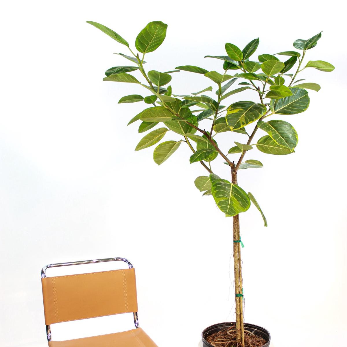 Yellow Gem Fig: Ficus altissima - 14 inch pot - 6.5-7 foot tall