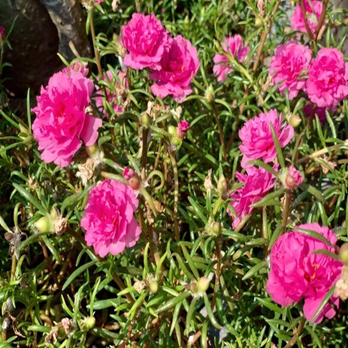 100 PINK PORTULACA Grandiflora / MOSS ROSE Flower Seeds *Flat S/H