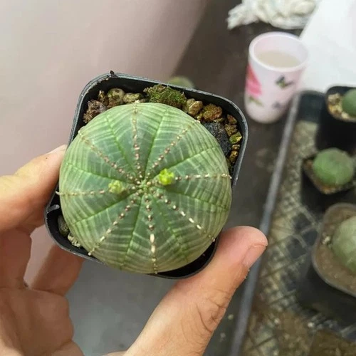 3CM Succulent Cactus Plant Euphorbia Obesa Hook Euphorbiaceae Beautiful Plant