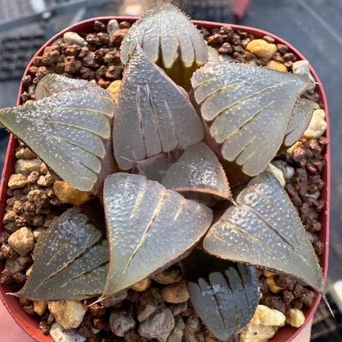 5CM Succulent Plant Haworthia Mirabilis var. Badia Liliaceae Home Garden Plant