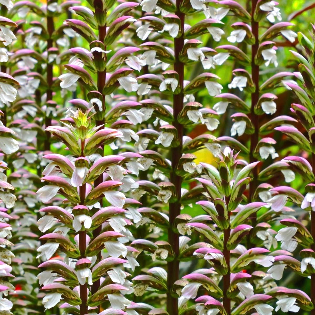 Acanthus mollis