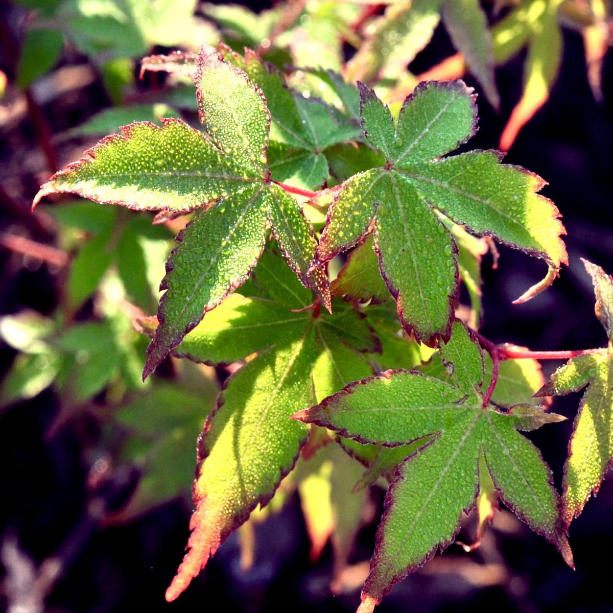 Acer palmatum cv 'Kiyohime' or (syn. of cv 'Little Princess') GRAFTED