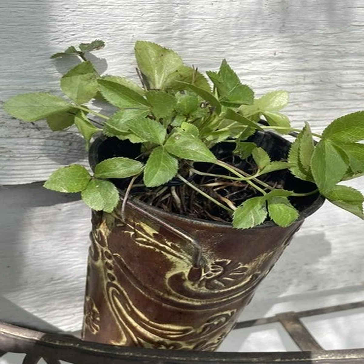 Twenty (20) Perennial Helleborus (Hellebore) Live  Rooted Starter Plants $14.99