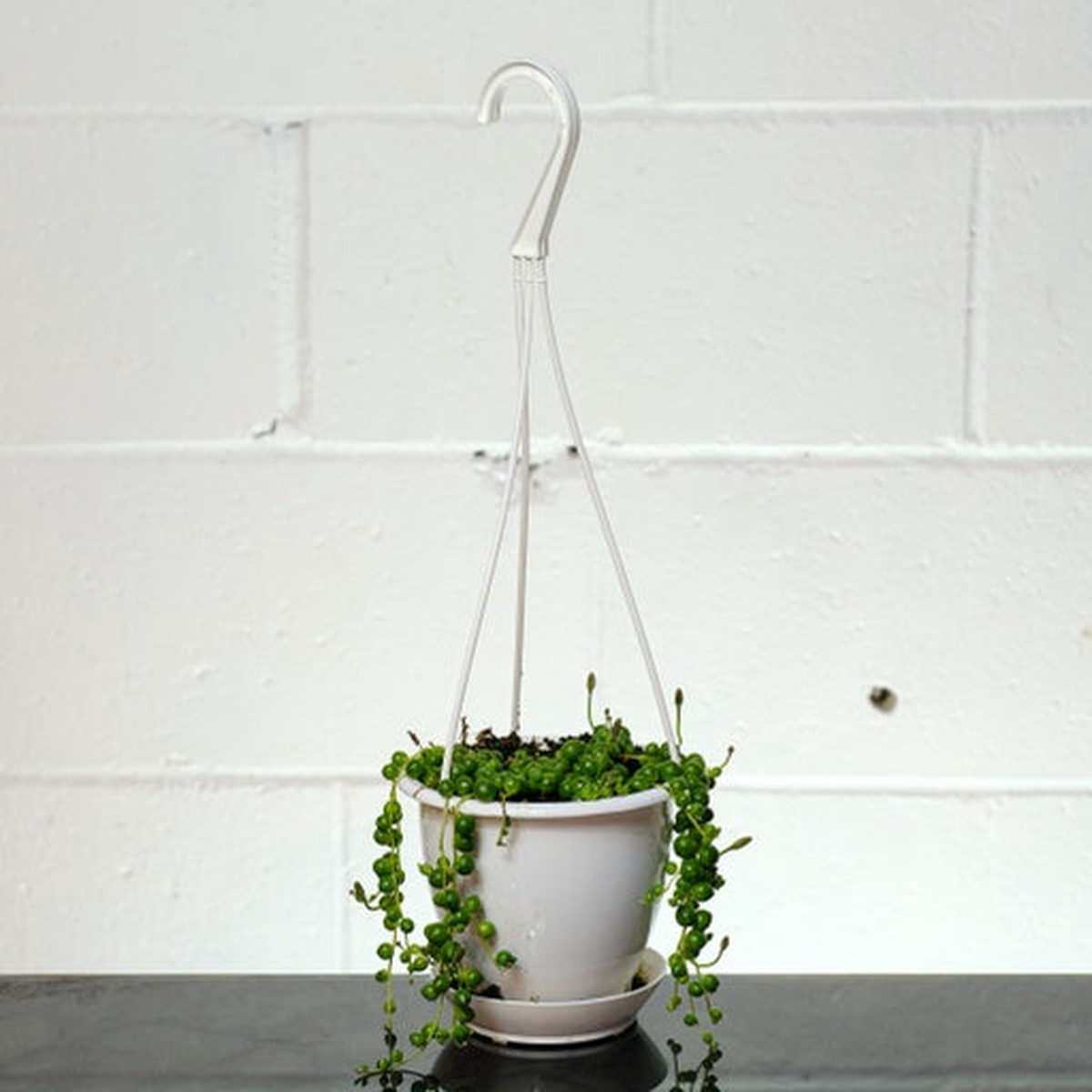 Variegated String of Pearls: Curio rowleyanus - 5 inch hanging basket