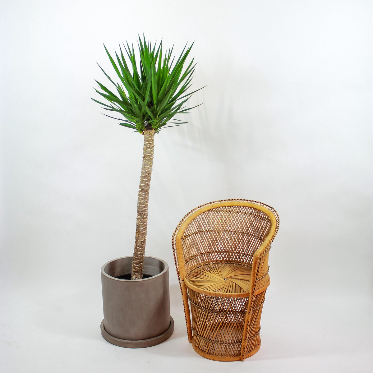 Yucca Cane: Yucca gigantea - 14 inch pot - 6-7 foot tall
