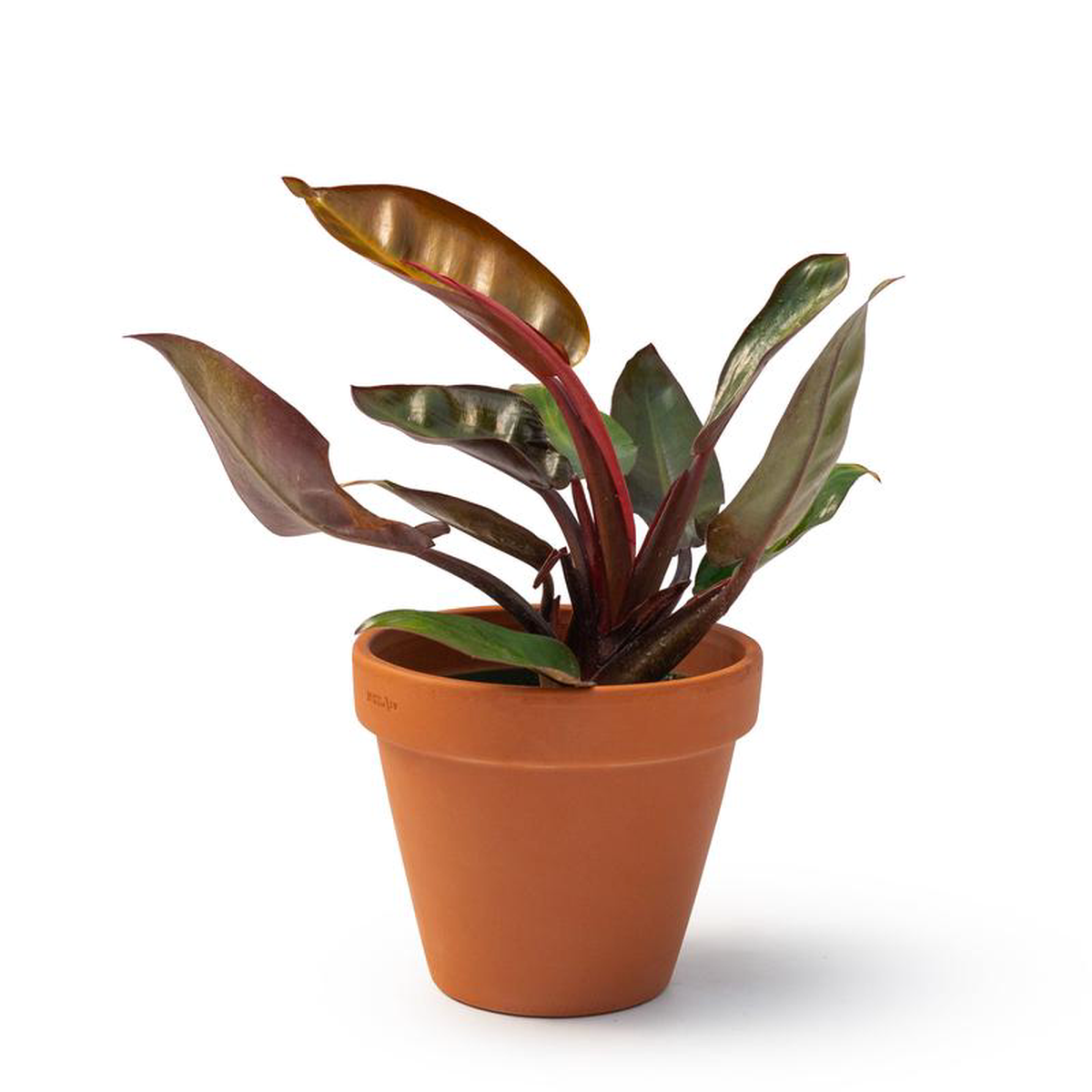 48243 Philodendron Prince of Orange