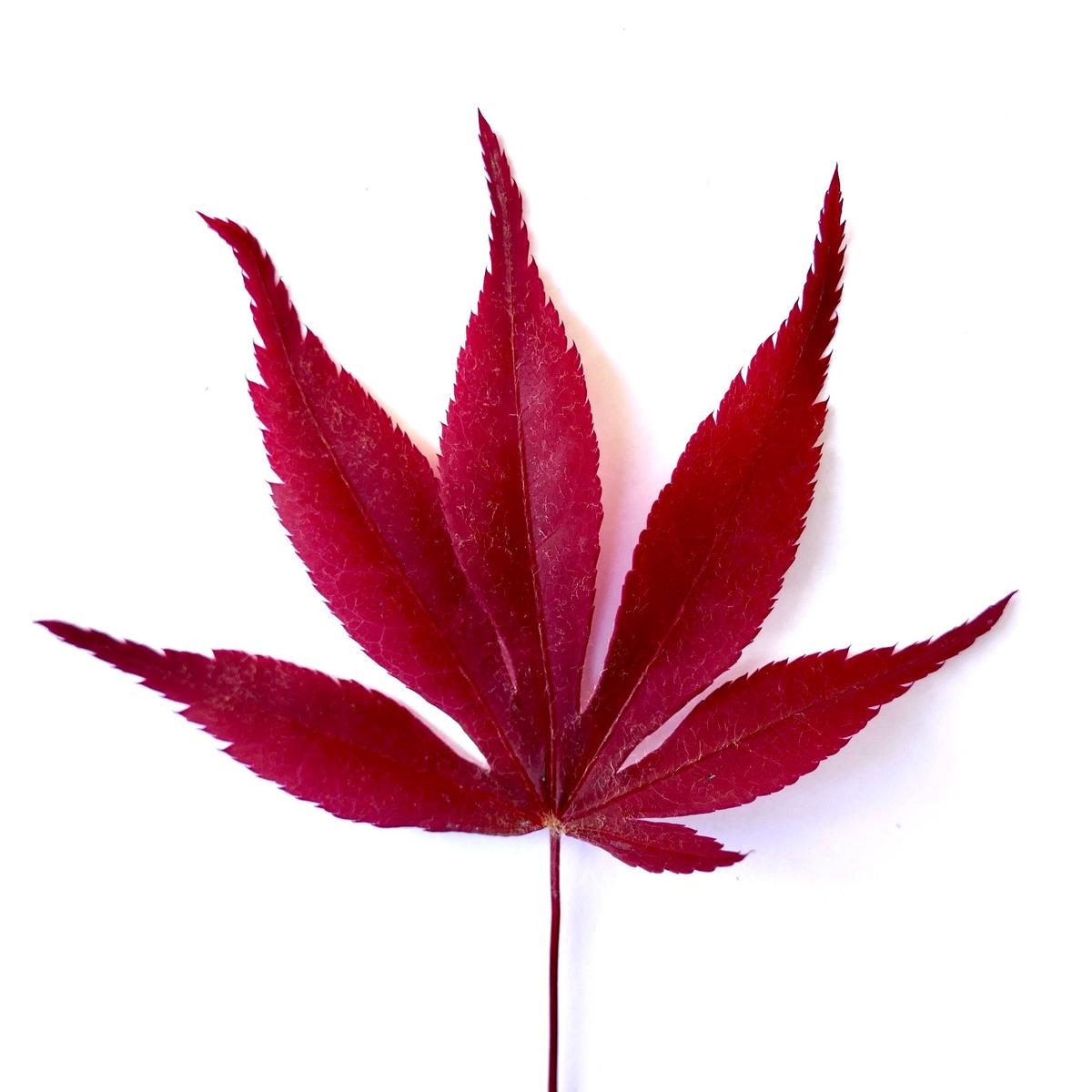 Acer palmatum 'bloodgood' GRAFTED