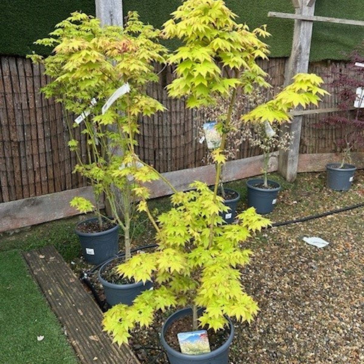 Acer palmatum 'Summer Gold' (P)