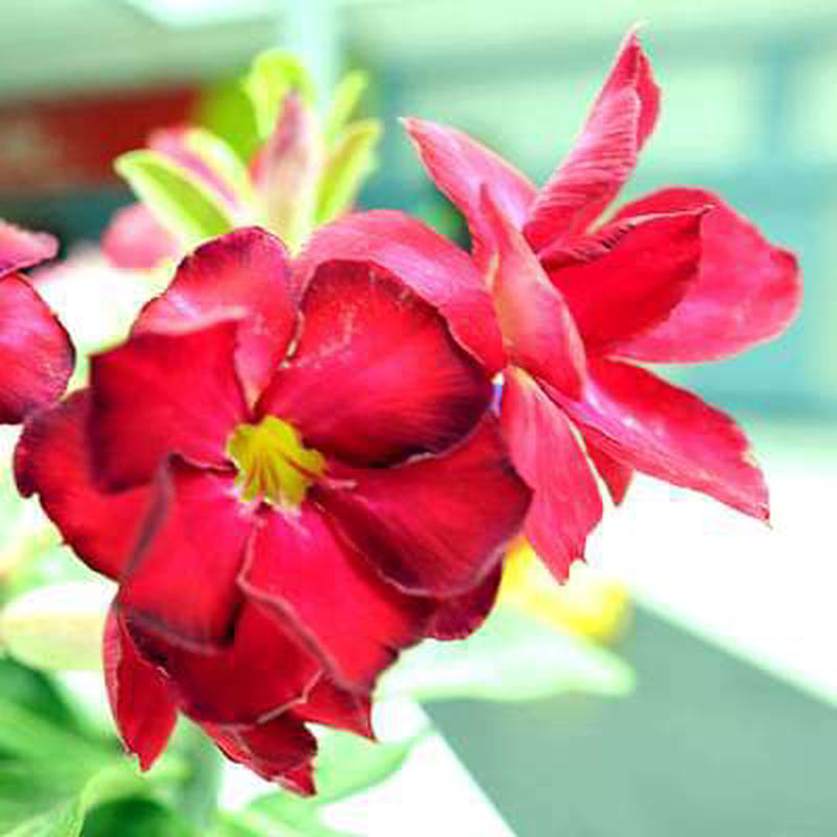 Adenium Plant Desert Rose (Red Double) 8211 Plant