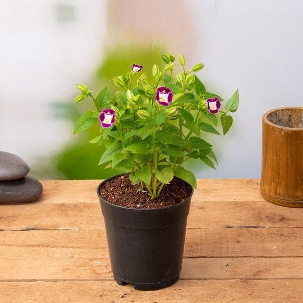 Torenia (Any Color) - Plant