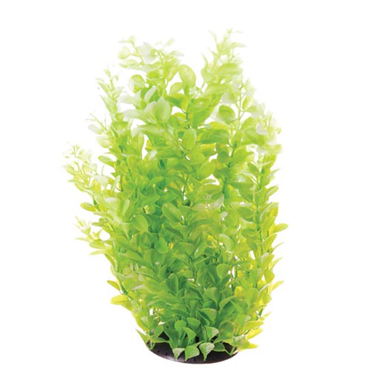 Underwater Treasures White Tipped Cardamine Plant - 16 inch