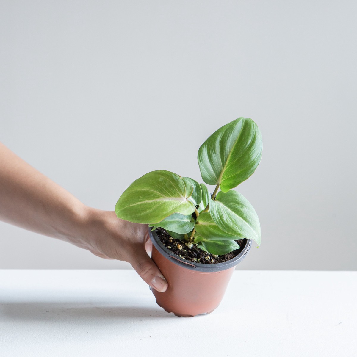 Velvet: Philodendron gloriosum - 4 inch pot