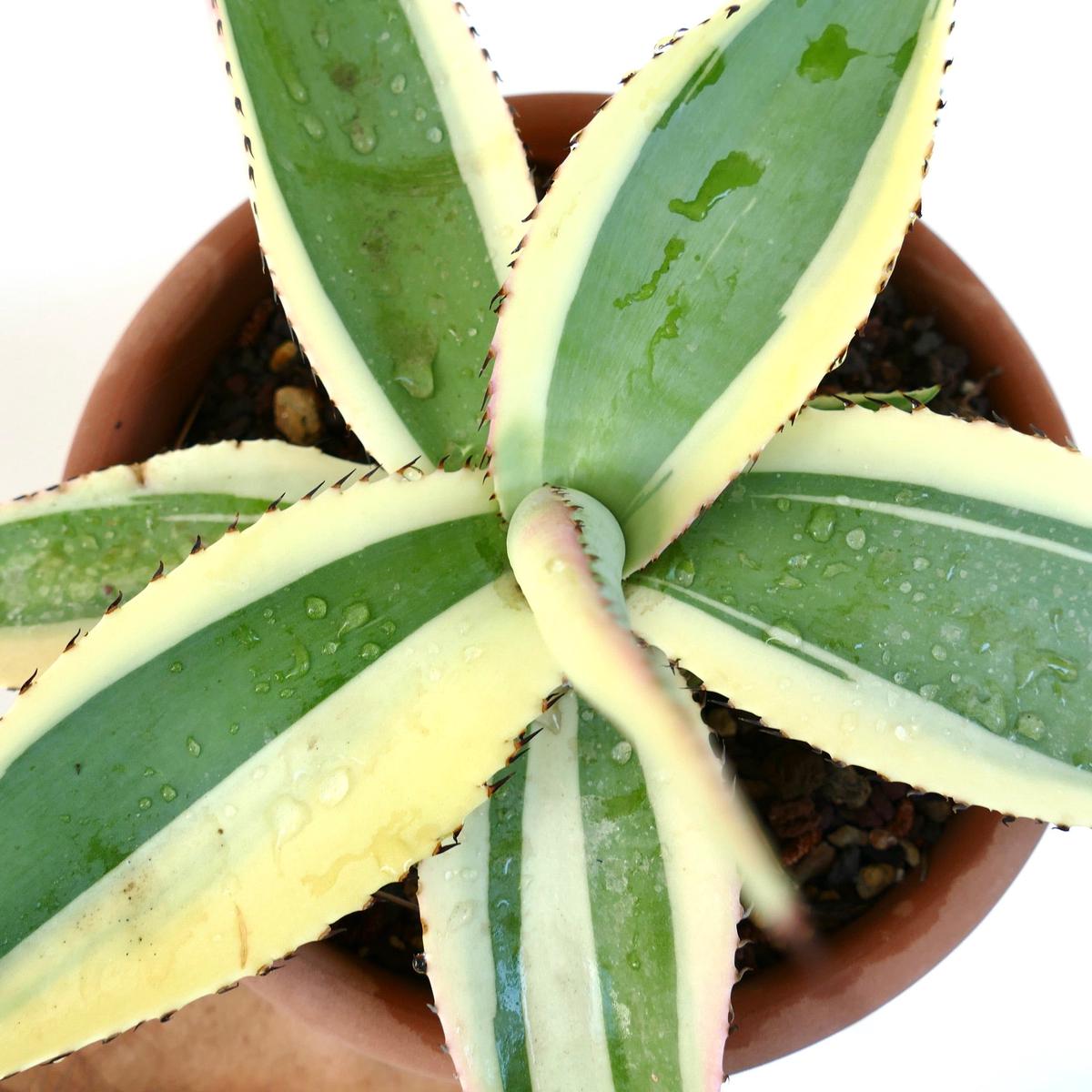 Agave guiengola cv CREME BRULEE