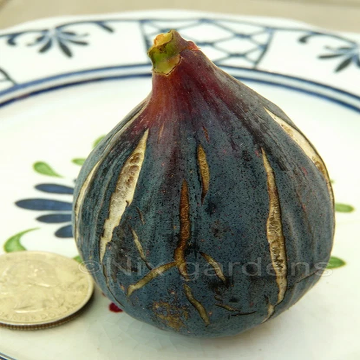 "LEBANESE BLACK/PURPLE" HEIRLOOM FIG TREE (2) Cuttings  - Vigorous & Prolific