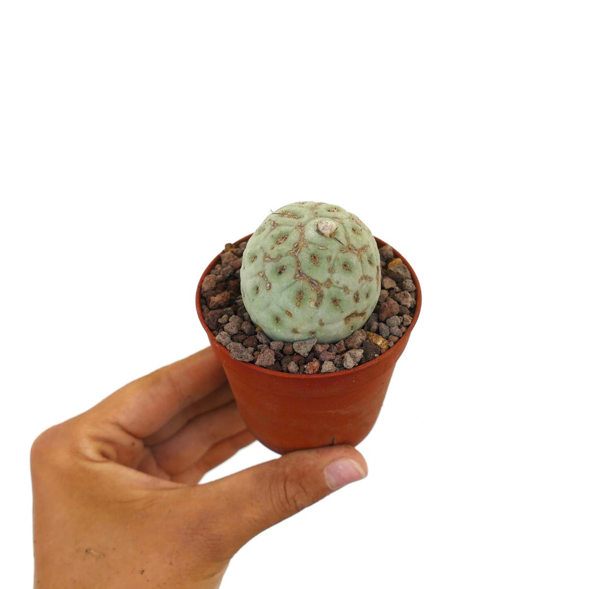 Tephrocactus geometricus WITH BROWN MARKS 3A