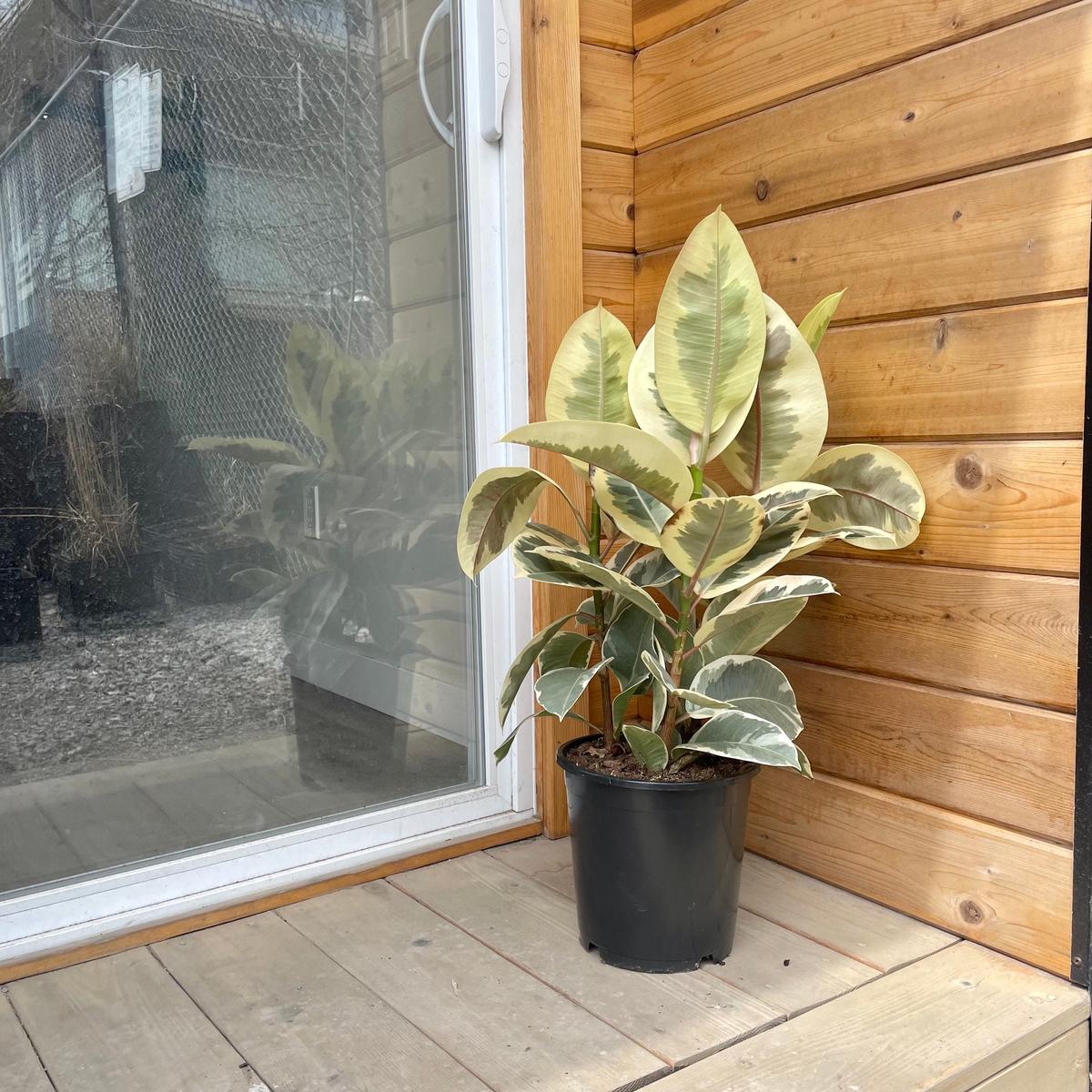 Tineke Rubber Bush: Ficus elastica - 8 inch pot - 2.5-3 foot tall