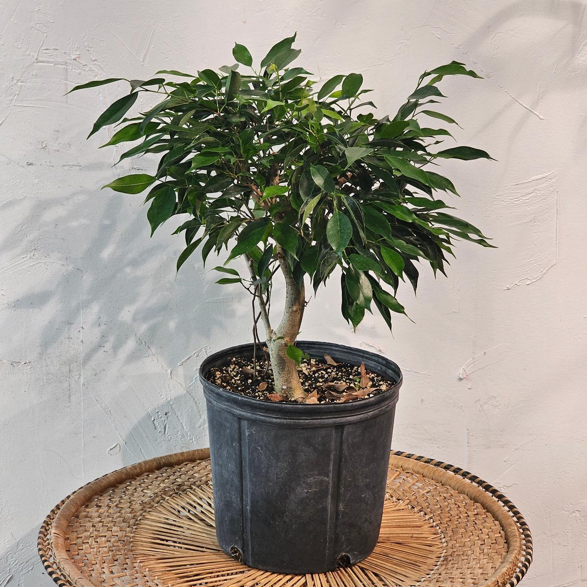 Weeping Fig Bonsai: Ficus Benjamina - 10 inch pot