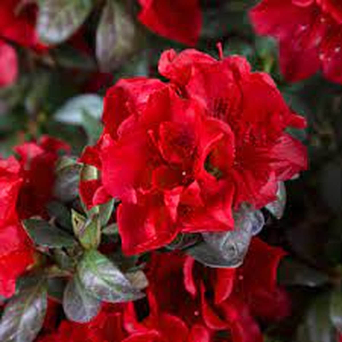 1 Encore Autumn Fire Azalea Plant Deepest Red, Deciduous, Well-Rooted Starter, 4-10" Tall, Ships in Pot - Beautiful Fall Blooming Azalea
