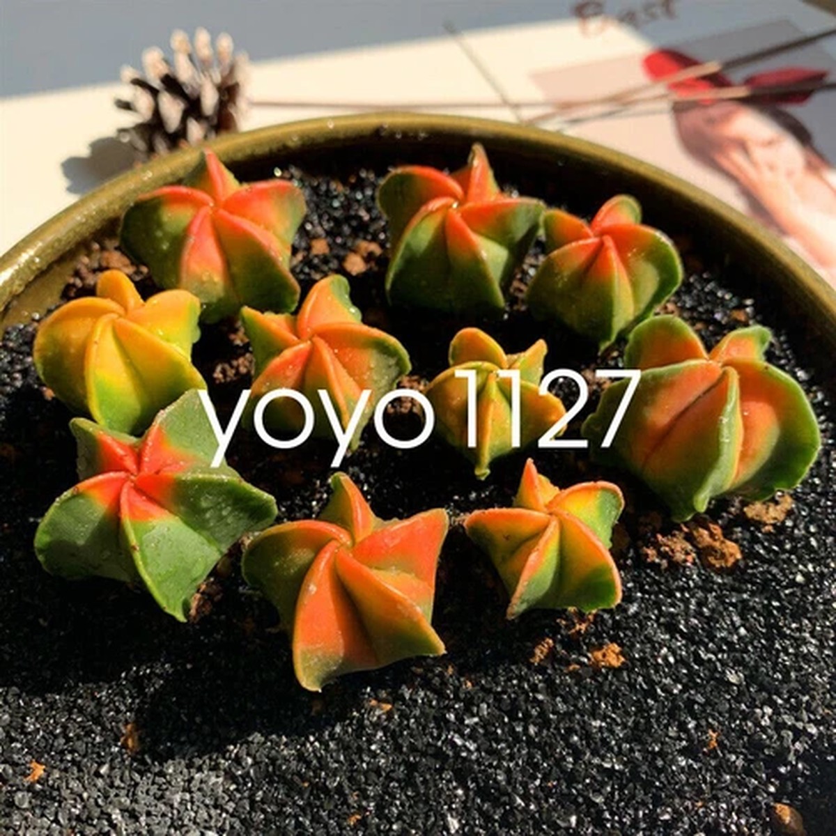 5pcs 2CM Astrophytum Myriostigma Lem Variegated Cactaceae Succulent Cactus Plant