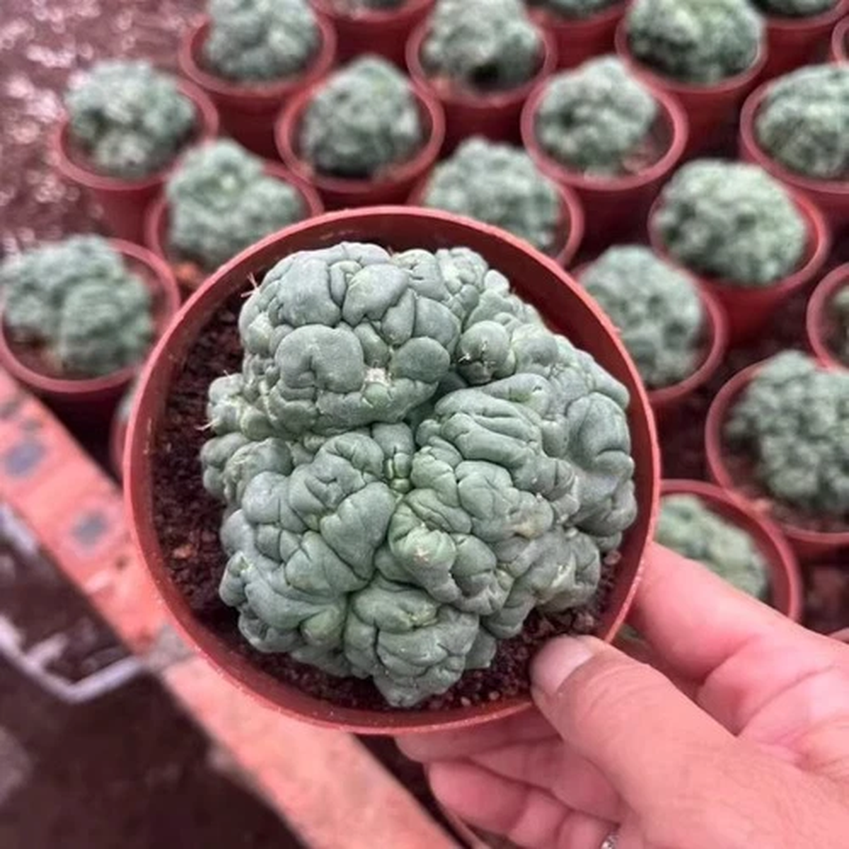 7CM Succulent Cactus Plant Coryphantha Elephantidens Tanshi Petrified Plants
