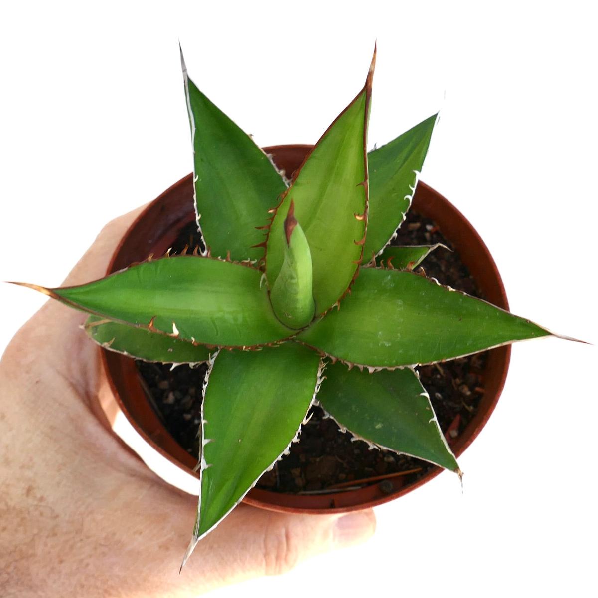 Agave horrida TIGER SHARK ACII