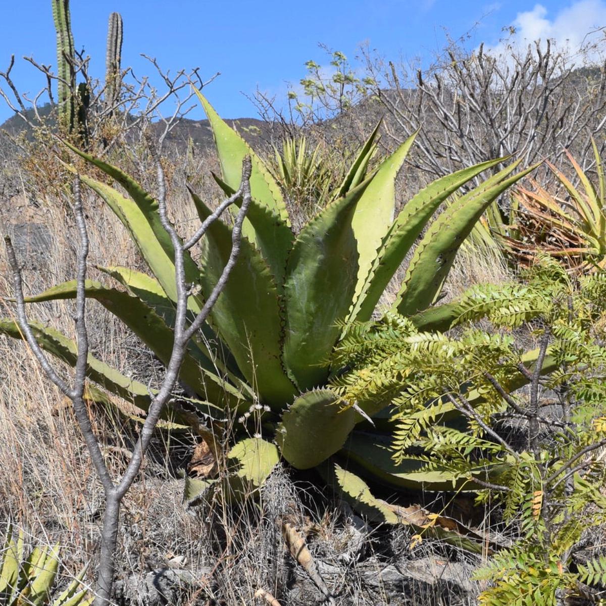 Agave salmiana var. ferox (Hidalgo) 10-20cm