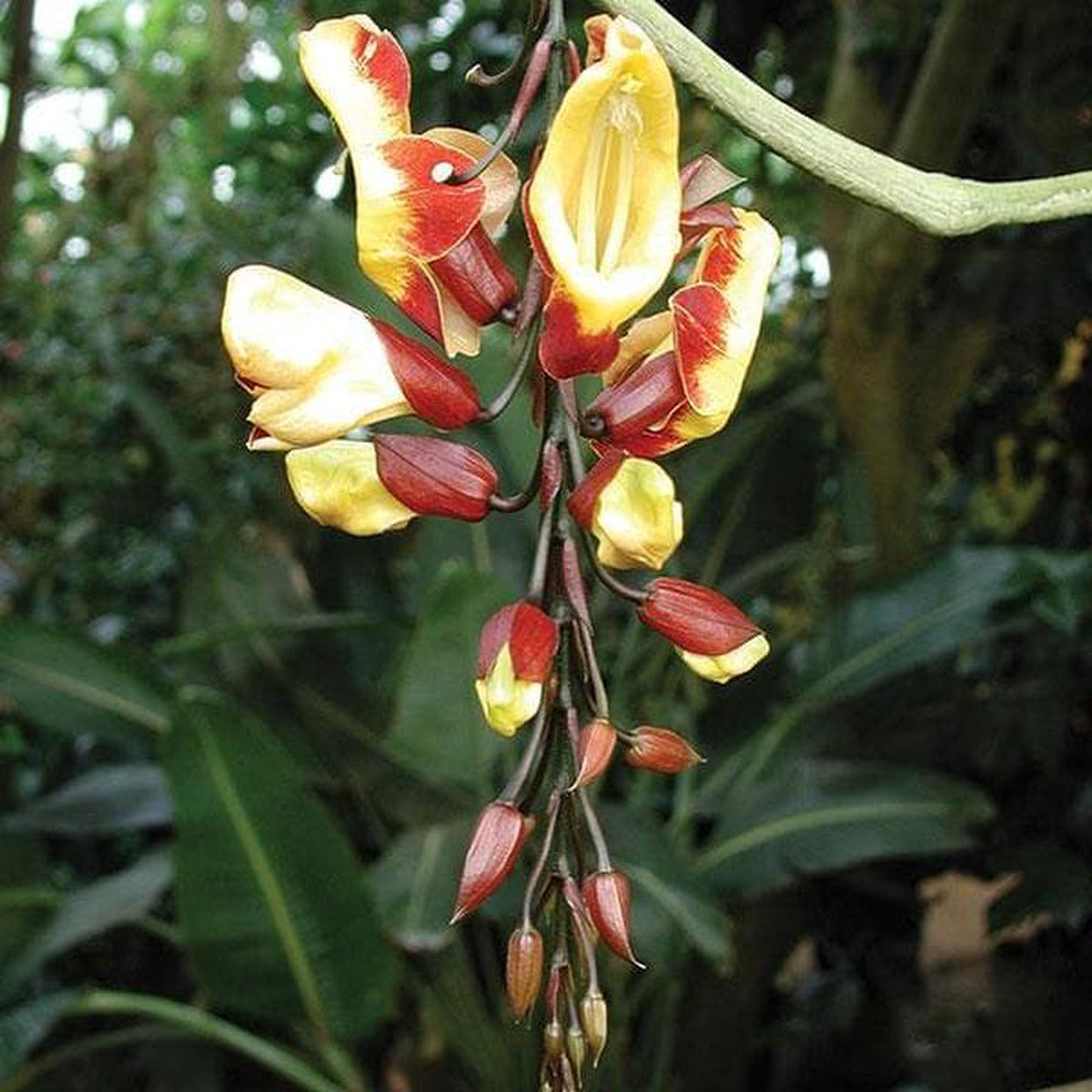 Thunbergia Mysorensis Mysore Trumpet Vine 8211 Plant