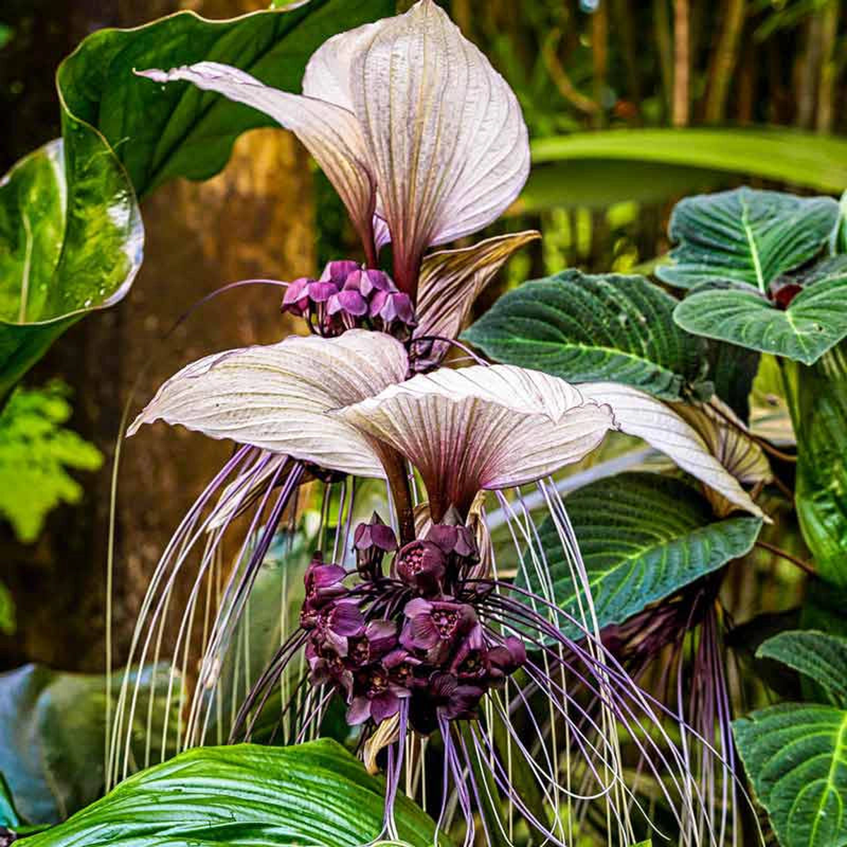 White Bat Flower