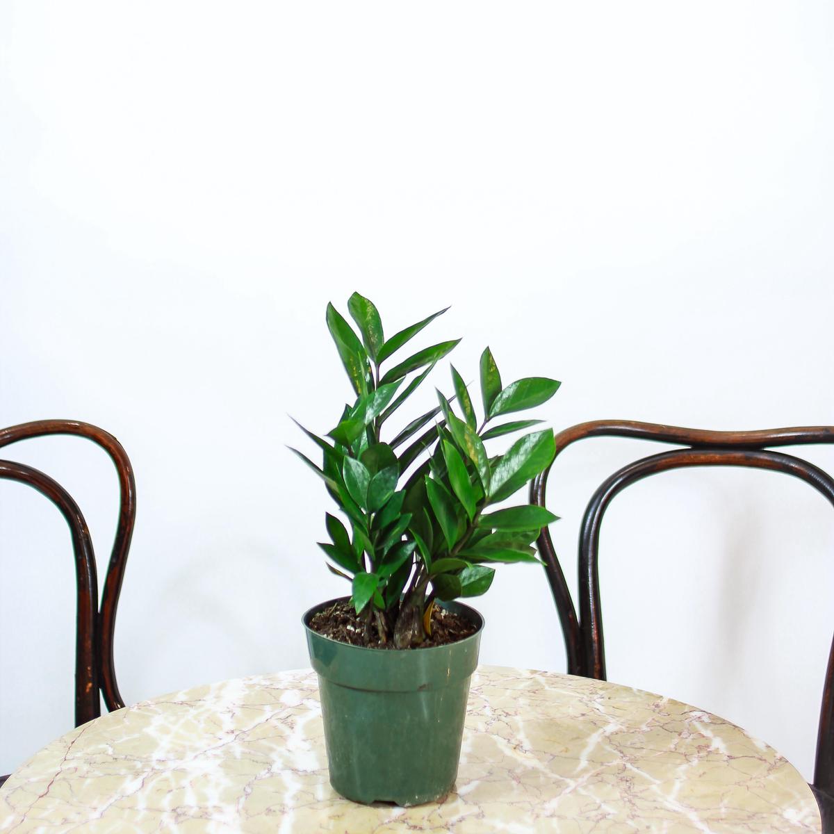 ZZ Plant: Zamioculcas zamiifolia - 6 inch pot