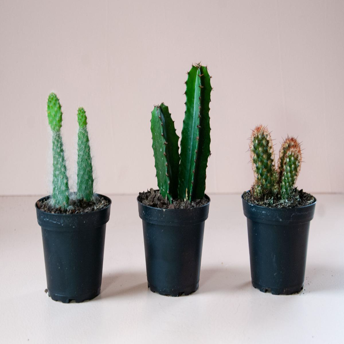 48221 Assorted Cacti